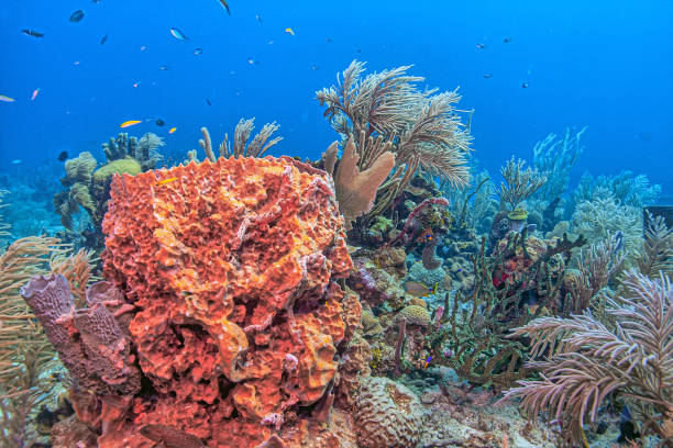 istock Caribbean coral garden, Roatan 2094940031
