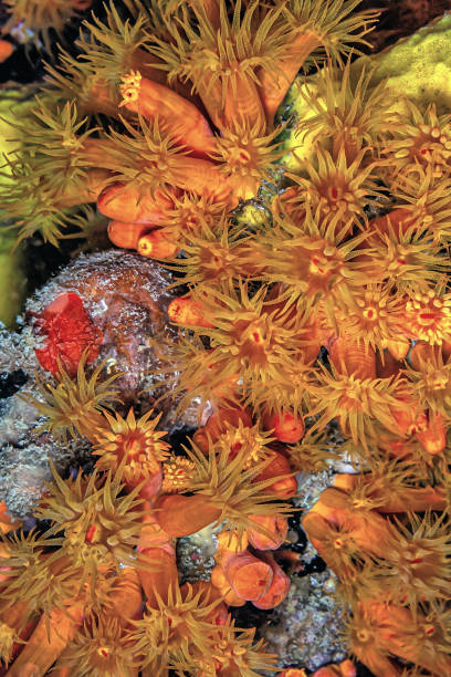 istock Orange cup coral,Tubastraea coccinea, 2094940557