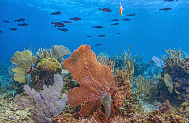 istock Caribbean coral garden, Roatan 2094941063