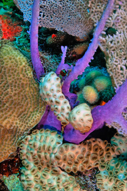 istock Caribbean coral garden, Roatan 2094941072