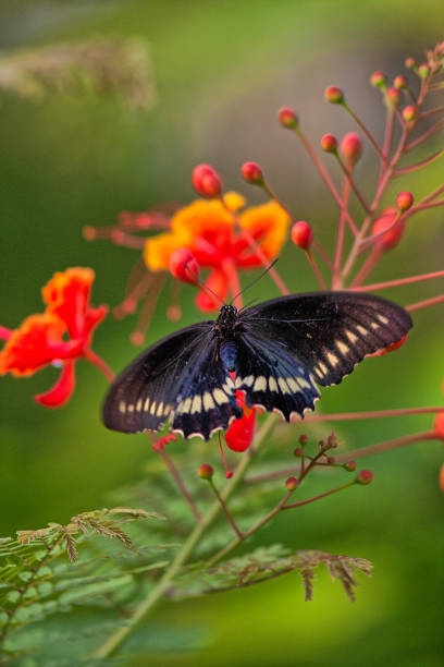 istock Black swallowtail butterfly in summer 2094941605