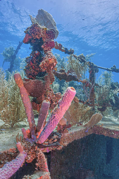istock Caribbean coral garden, Roatan,shipwreck 2094942109