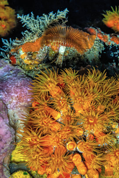 istock Orange cup coral,Tubastraea coccinea, 2094945823