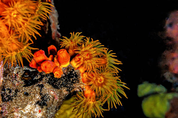 istock Orange cup coral,Tubastraea coccinea, 2094945826