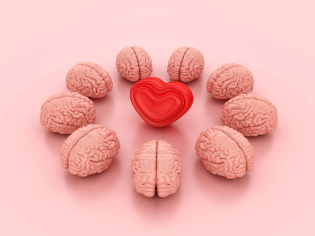 10+ Valentines Day Heart Shape Two Dimensional Shape Human Heart