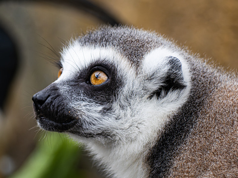 Portrait of a beautiful Lemur catta. Animal close-up. Primate species from Madagascar.