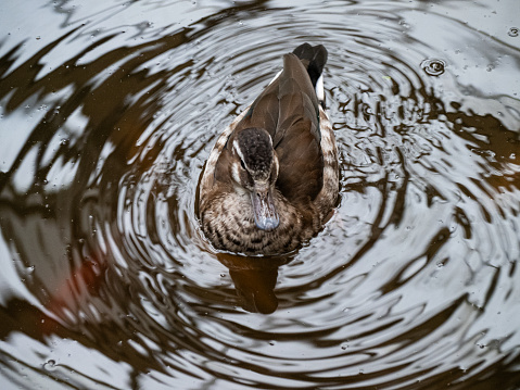 Single duck on the water