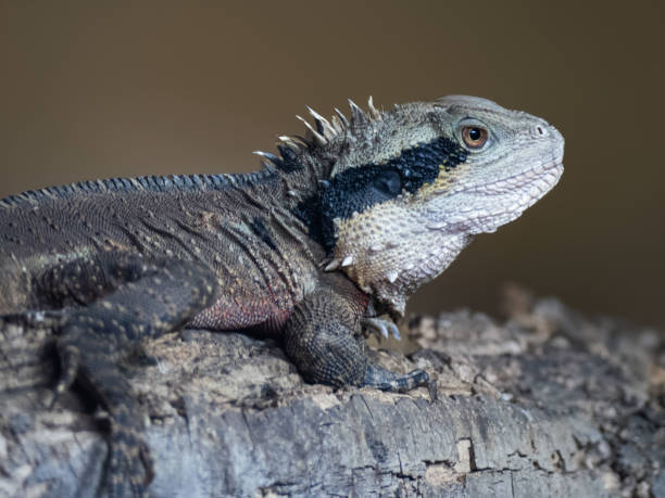 istock Close up of an Australian Eastern Water Dragon 2094969777
