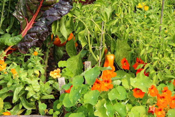 Fresh vegetables, herbs and flowers in the garden.