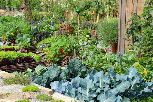 Salad, green beans, tomatoes, potatoes, rosemary, cucumbers, beetroot, cabbage, savoy cabbage, herbs and flowers in the garden.