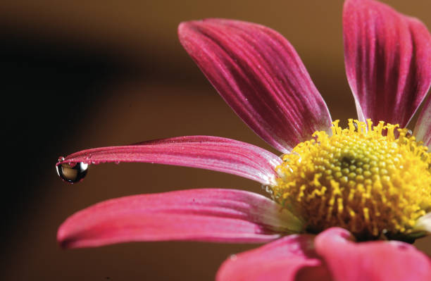 Purple flower petal