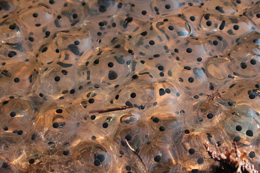 Close up of frog spawn.