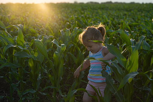 Adorable girl playing in a corn field on beautiful autumn day. Pretty child holding a cob of corn. Harvesting with kids. Autumn activities for children.