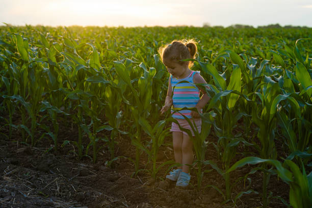 istock Happy child in cornfield at sunset, copy space. 2095114769