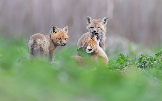 Three young fox pups playing togheter