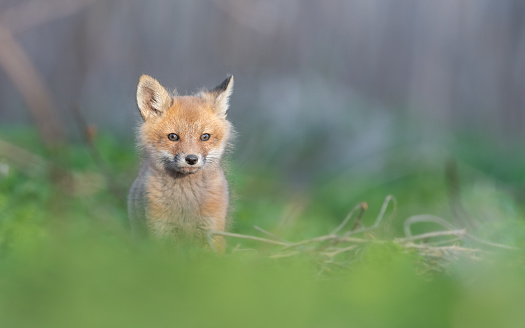 A red fox pup looking directly at the camera (vulpes vulpes)
