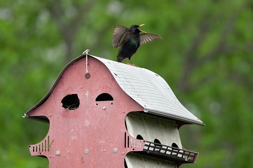 Common Starling on a red birdhouse