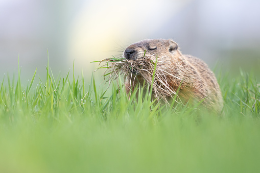 Groundhog eating grass in the spring weather