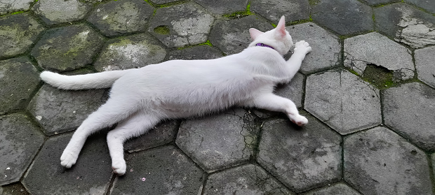 white domestic cat sleeping on the floor