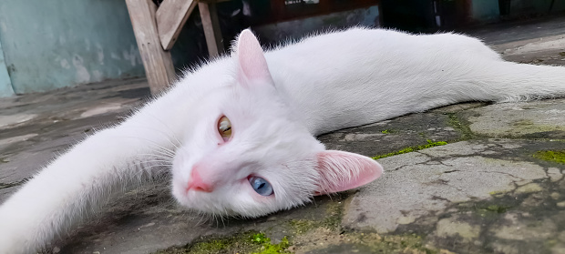 white domestic cat with blue and yellow eyes (Heterochromia iridis)