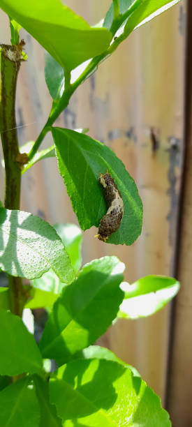 istock Papilio demoleus caterpillars 2095185528