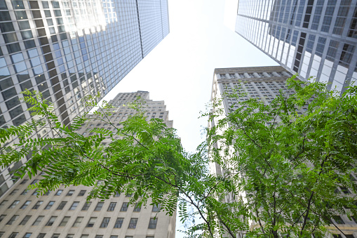 Corporate High ups in Manhattan. Trees.