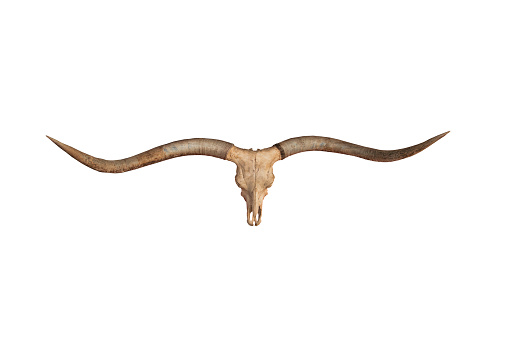 front view of skull and horns on white background