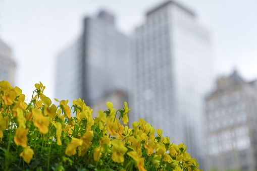 Corporate High ups in Manhattan. Flowers in the foreground buildings in the background