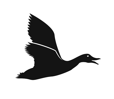 Stylized monochrome silhouette of a duck flying with its wings spread - cut out vector icon