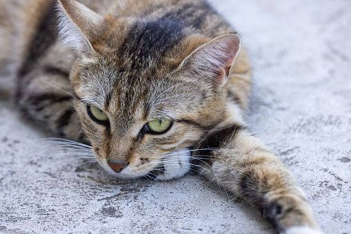 Cute funny young tabby cat relaxing on on the path near the house. Sunset, dolly shot, shallow depth of the field
