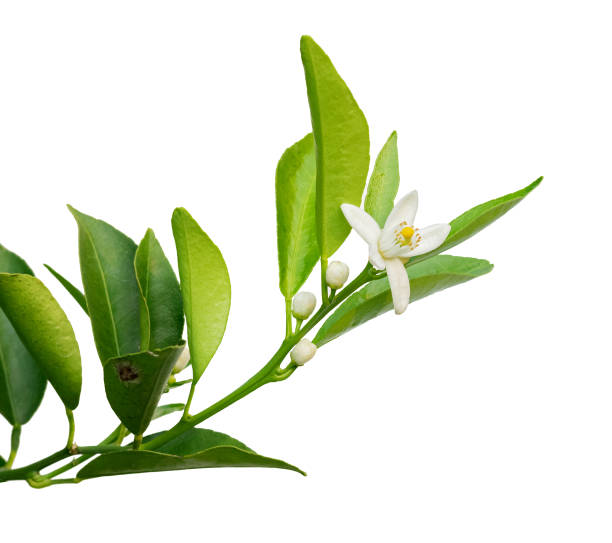 istock lemon leaves with flower isolated on white background. 2095249331