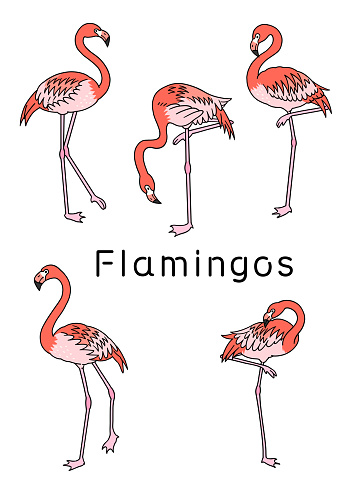 Hand drawn flamingo illustration material set