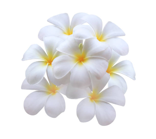 istock Plumeria or Frangipani or Temple tree flower isolated. 2095304729