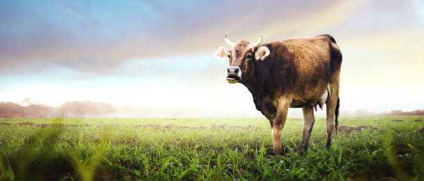 istock Panoramic view of brown cow 2095314459