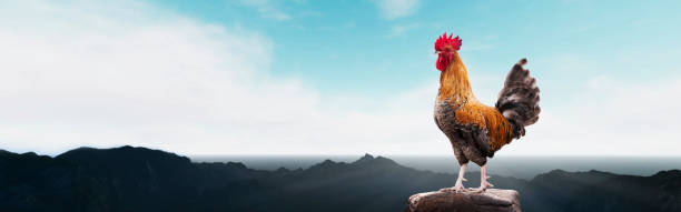 istock brown rooster on the mountain 2095323682