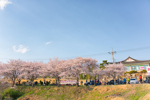 Seoul, Korea - March 30th 2019, Its the cherry blossoms festival in Sacheon Korea. 사천 벚꽃 축제