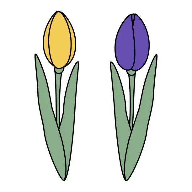 Vector illustration of Set of 2 tulips flower in trendy yellow and violet. Design elements for springtime greetings or card