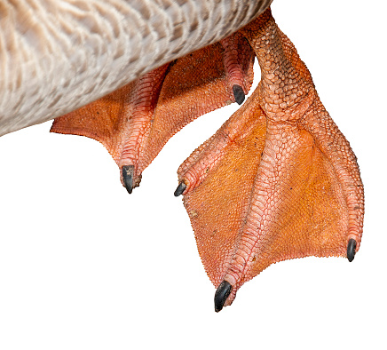 close view of duck feet from above, white background, cut out