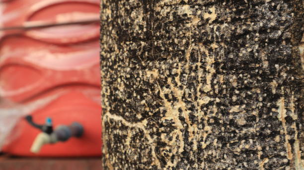istock Close-up of a textured tree trunk 2095360091