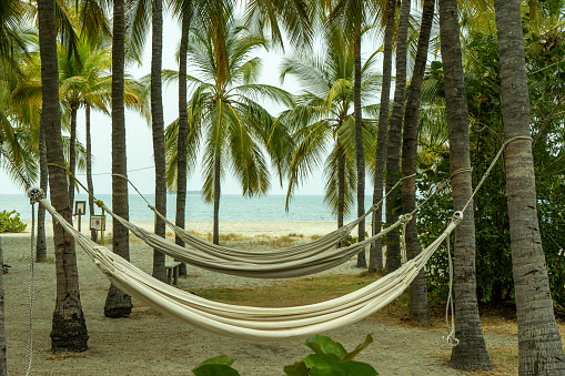 Tropical Hammock Haven: Palms by the Caribbean Sea