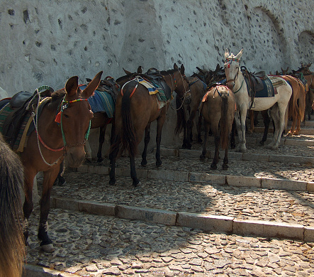 santorini mules trasfering tourists island greece summer tourist resort europe blue place