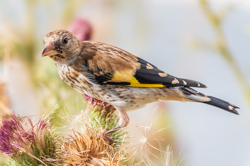 European goldfinch with juvenile plumage, feeding on the seeds of thistles. Juvenile European goldfinch or simply goldfinch, latin name Carduelis carduelis, Perched on a Branch of thistle