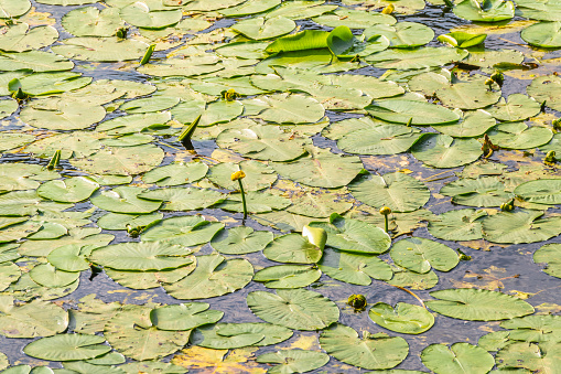 Yellow water lily flower, Nuphar lutea, blooming yellow among the green leaves on the water of the lake. Yellow water flowers in lake, aquatic ecosystem