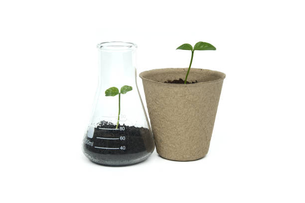 istock Green seedlings in biodegradable pots and glass flask 2095523172