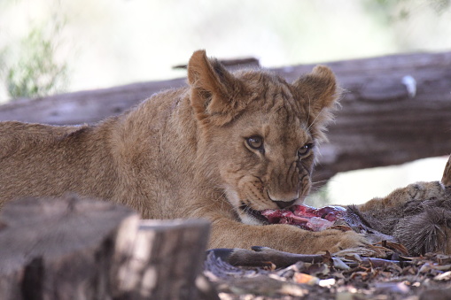 Lion cub eating in Werribee open range zoo Victoria Australia