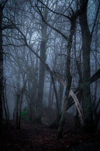 Creepy foggy woods