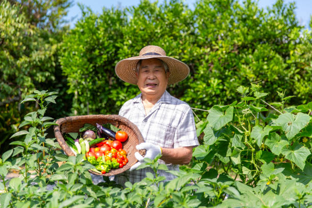 istock Senior Japanese man harvesting summer vegetables 2095531856
