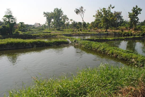 istock Separation of different freshwater fish ponds. 2095538478