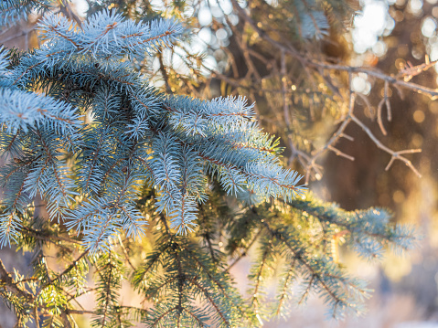 Branches of blue spruce with needles in the sunset light. Fir branch in the rays of the sun. The blue spruce, Colorado spruce, or Colorado blue spruce, with the Latin name Picea pungens.