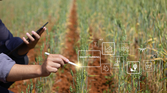 Farmer inspects barley and uses agricultural technology to analyze data via tablet Concept of smart agriculture and modern technology, pictogram icon